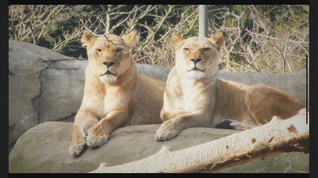 'Video thumbnail for Do Lions Eat Grass? (The Answer May Surprise You)'