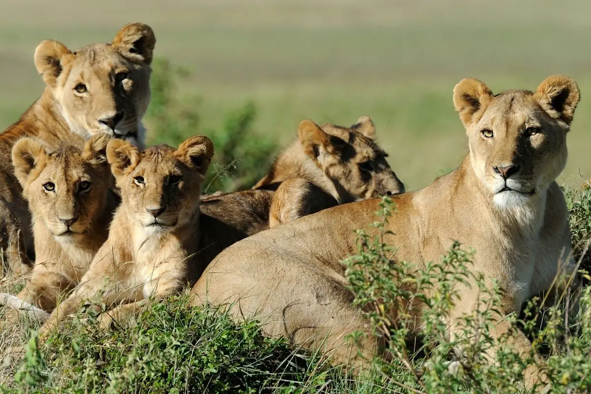 20 Amazing Facts You Need To Know About Lions