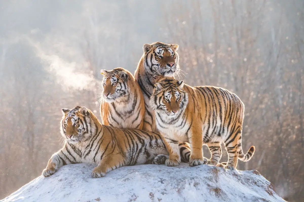 20 Amazing Facts You Need To Know About Tigers