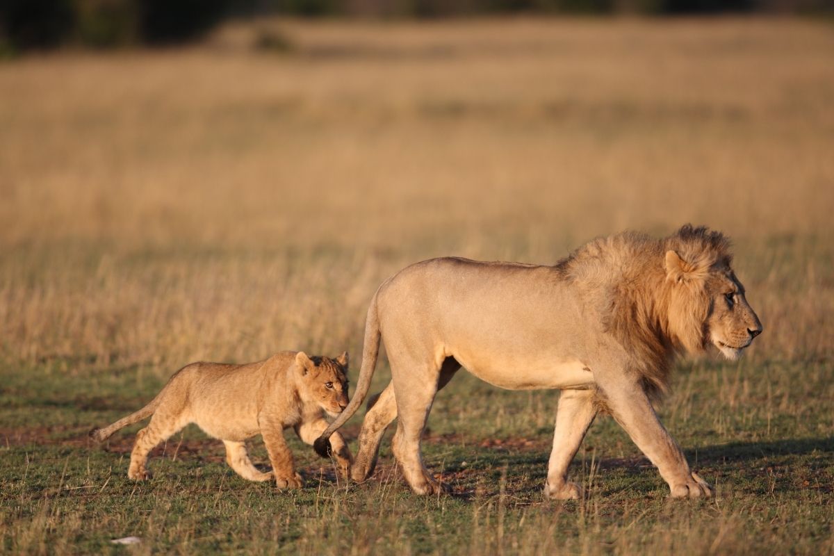 Are Cape Lions Extinct?