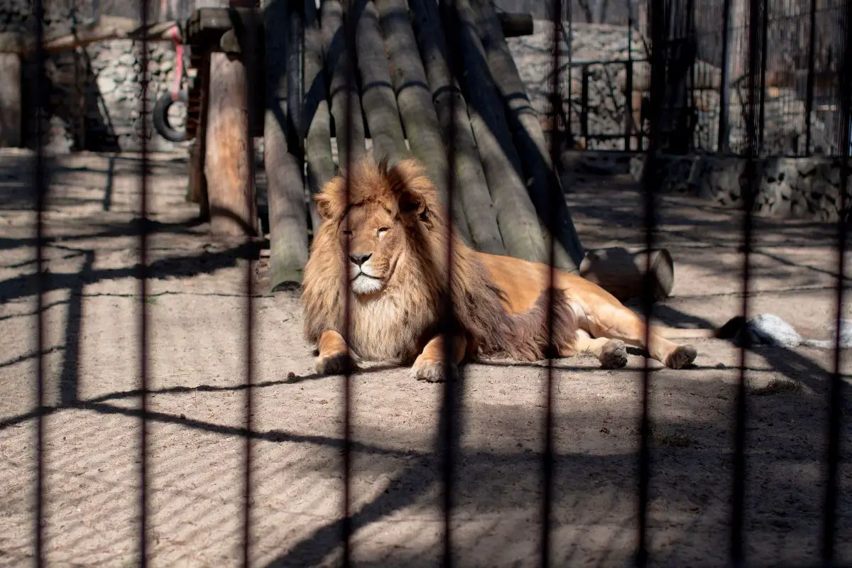 Are Lions Friendly (Toward Humans)