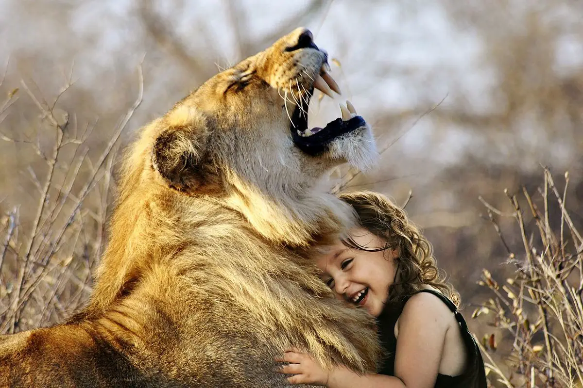 Are-Lions-Friendly-Toward-Humans