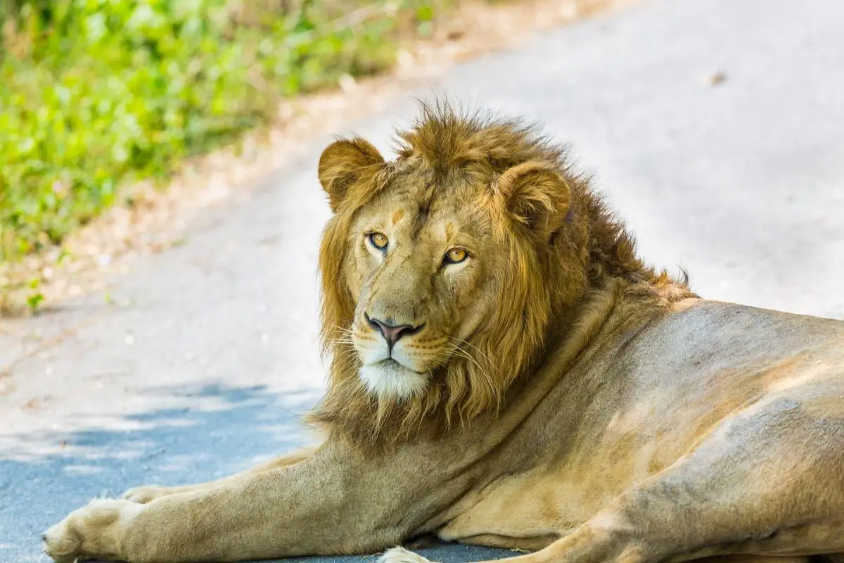 Asiatic Lion