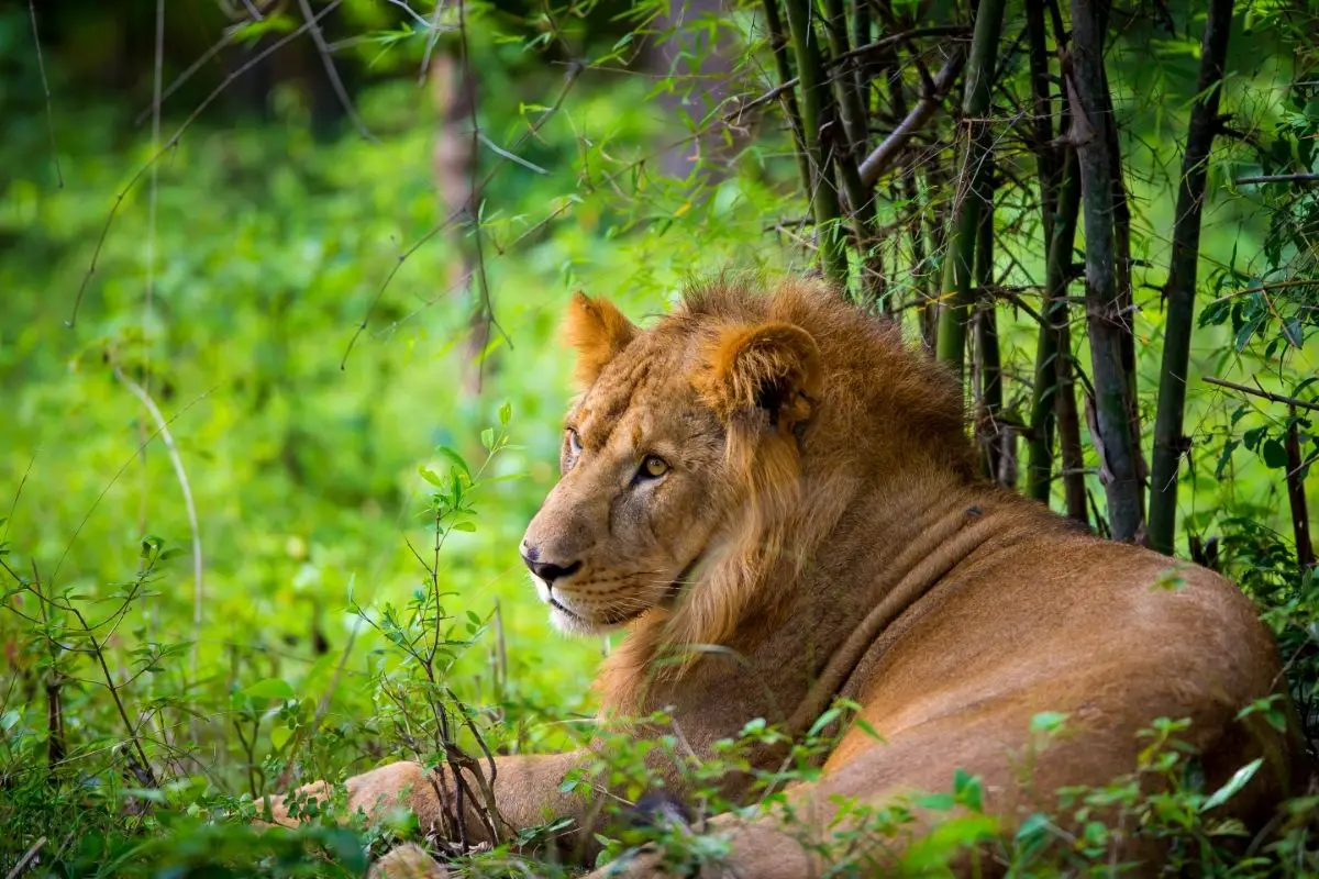 Asiatic Lions: Everything You Need To Know