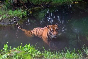 Read more about the article Bali Tigers: Everything You Need To Know