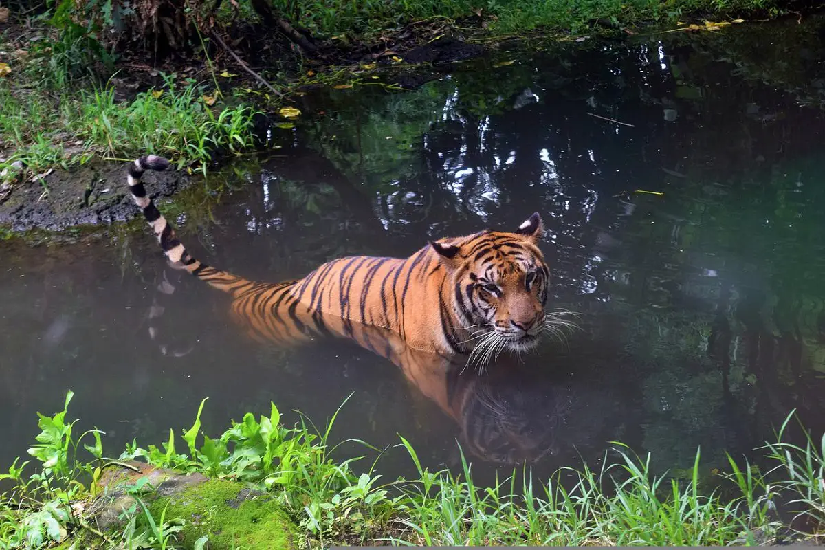 Bali Tigers: Everything You Need To Know - Tiger Tribe