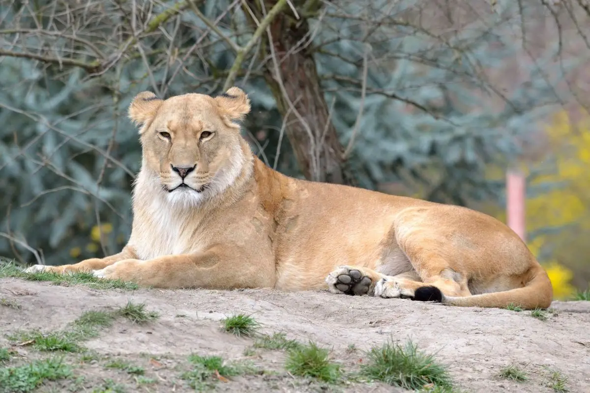 You are currently viewing Barbary Lions: Everything You Need To Know