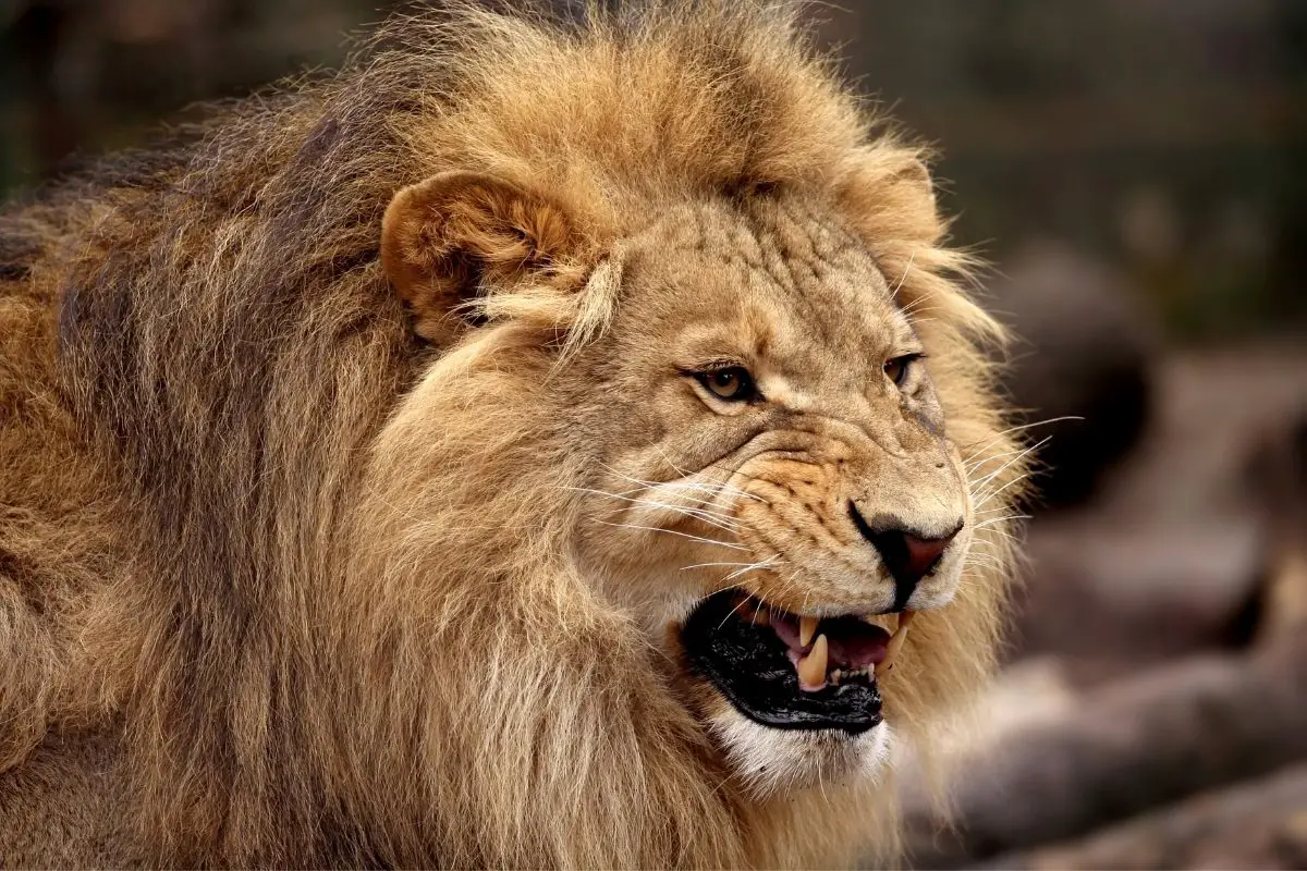 Bear Vs Lion Who Would Win In A Fight Tiger Tribe