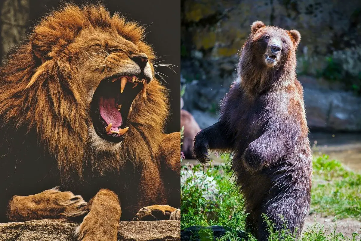 Bear Vs Lion