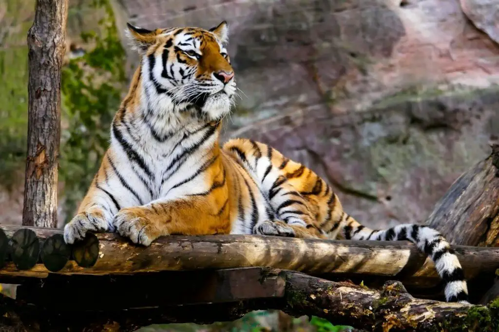 Different Types Of Tigers (With Images) - Tiger Tribe