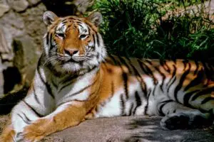 Read more about the article Bengal Tigers: Everything You Need To Know