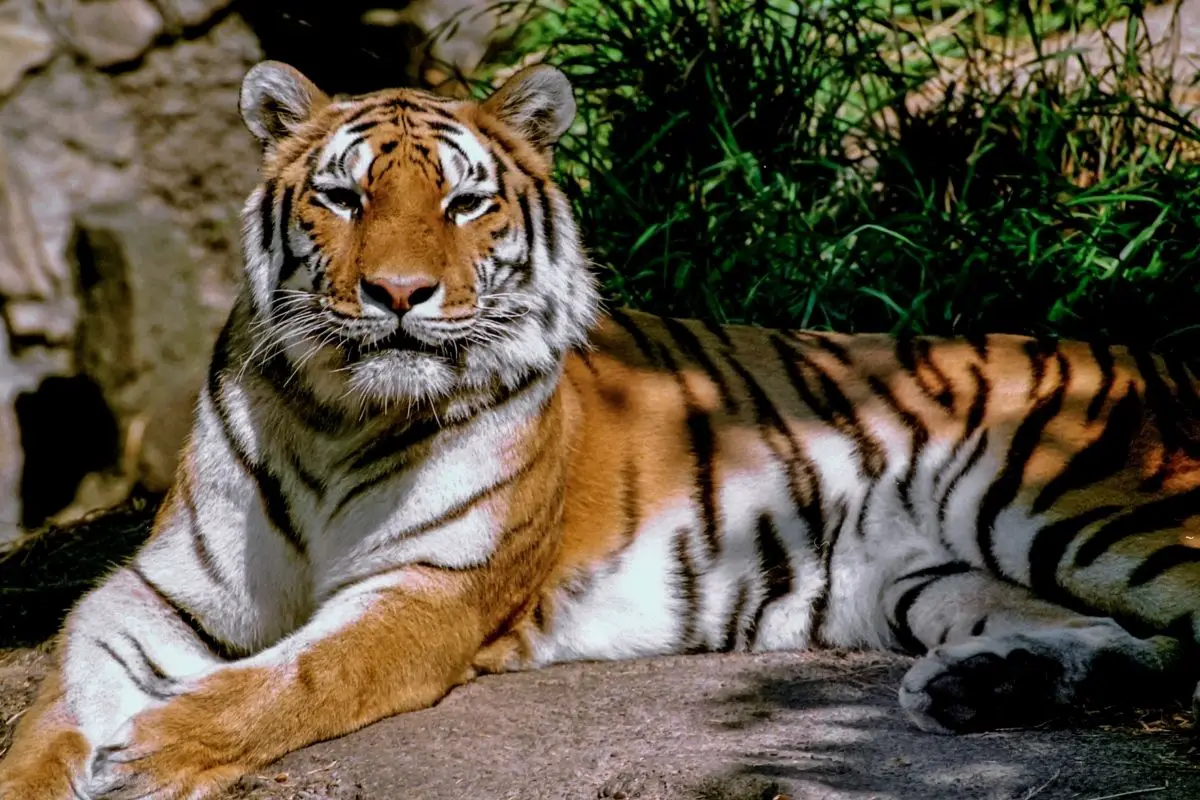 Bengal Tigers: Everything You Need To Know