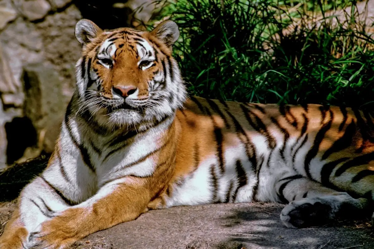 White Bengal Tiger - Creation Kingdom Zoo