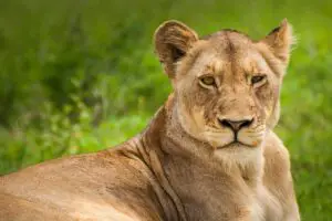 Read more about the article Can Lions Be Tamed? (Domesticated As A Pet)