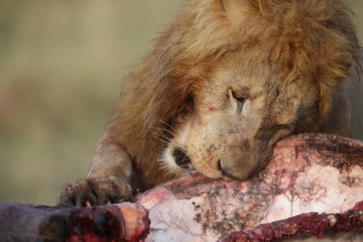 Can Lions Get Enough To Eat?