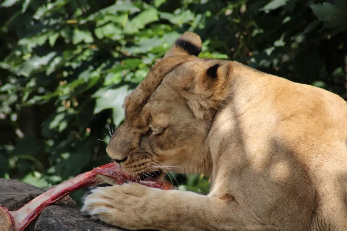 Can Lions Kill Snakes?