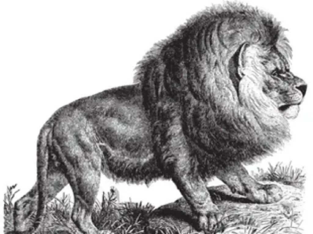 Cape Lion