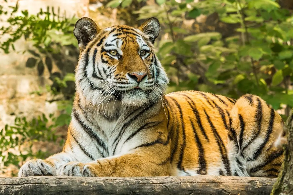 Caspian Tiger Habitat Map