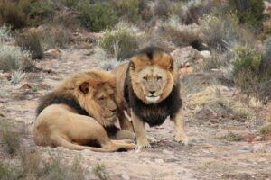 Read more about the article Different Types Of Lions (with Images)