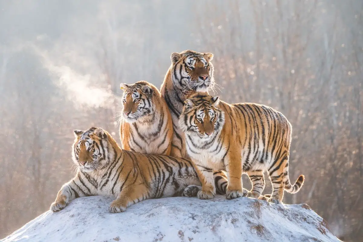 Different Types Of Tigers (With Images)