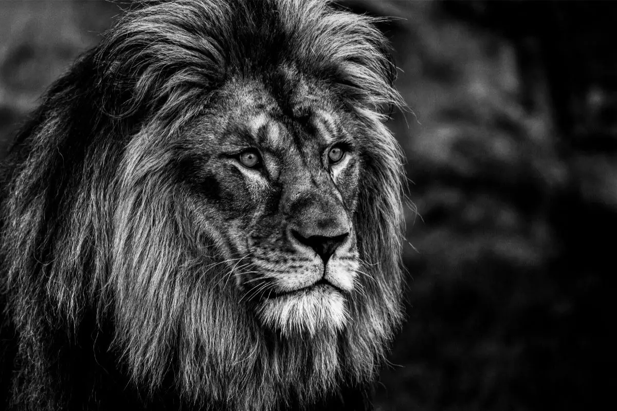 Do Black Lions Exist (Fact Or Fiction)