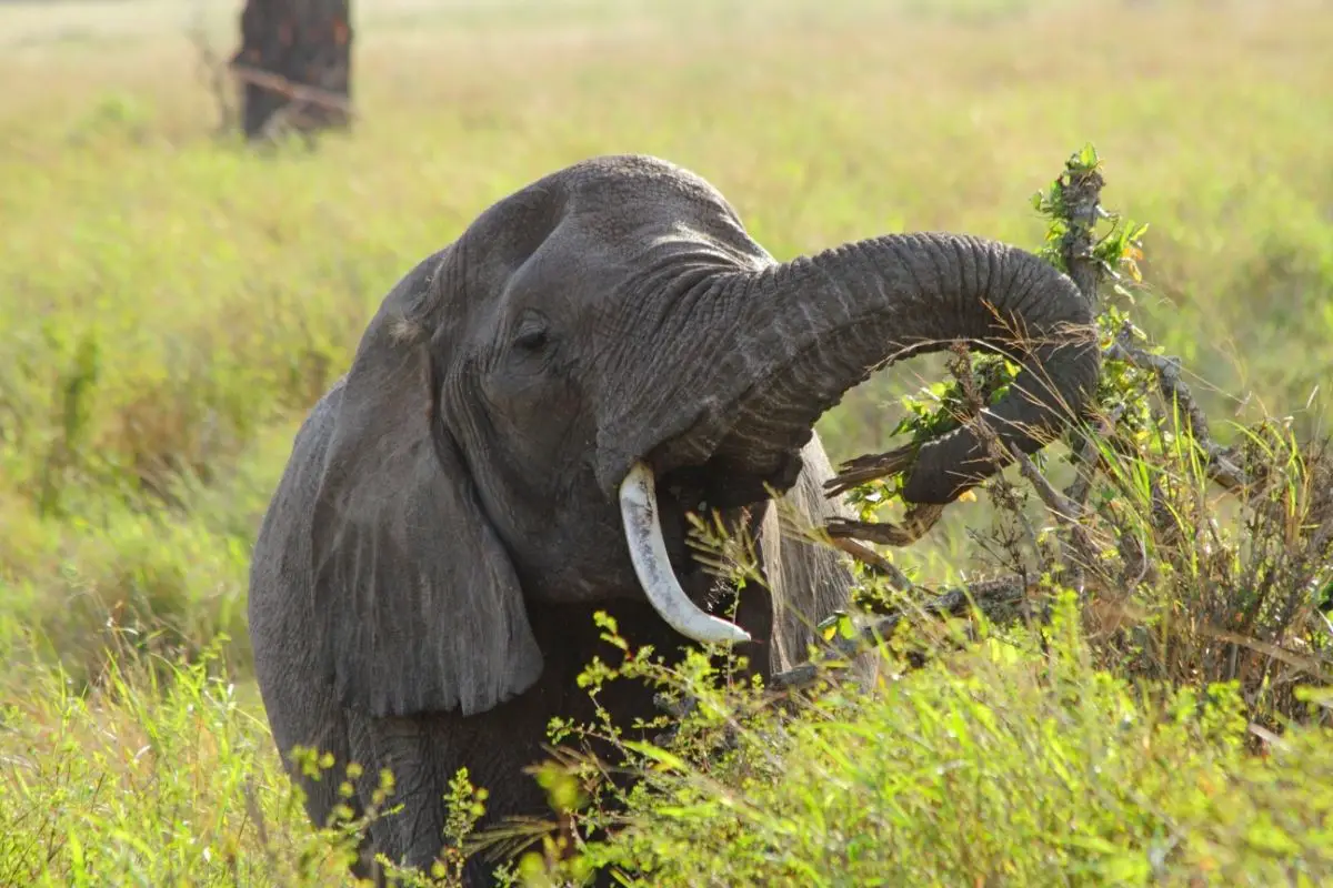 Do Elephants Have Predators?