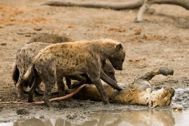 Do Hyenas Eat Lions? (The Answer May Surprise You) - Tiger Tribe