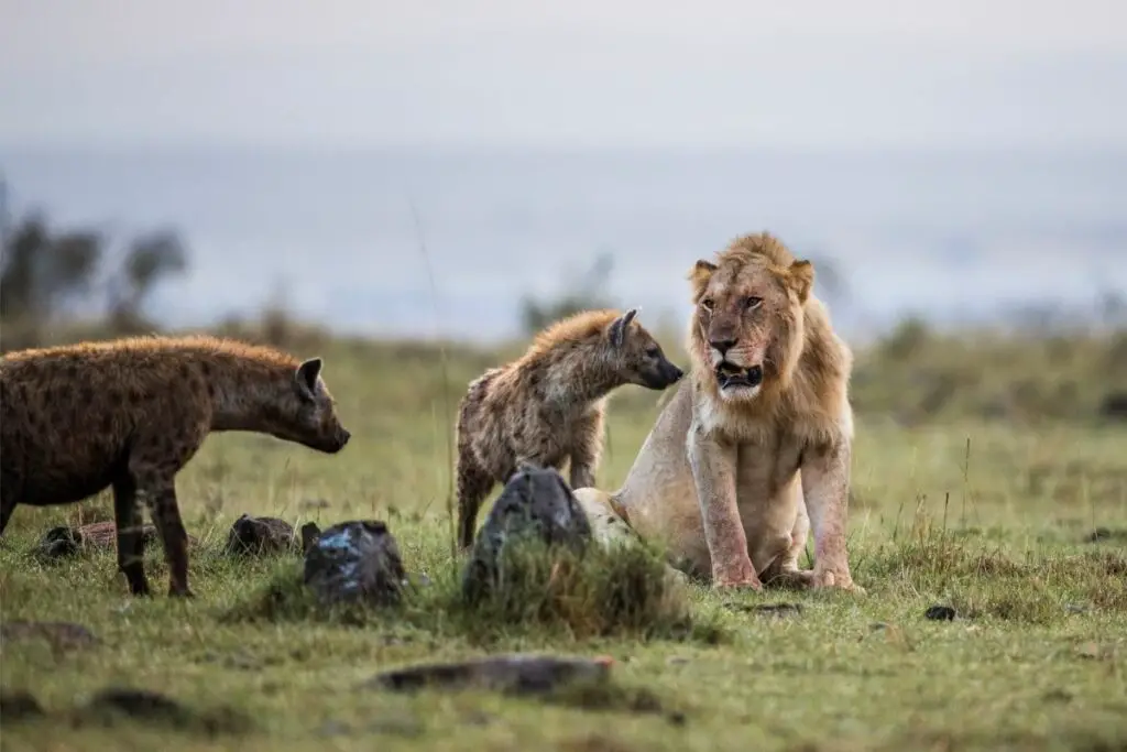 Do Hyenas Eat Lions
