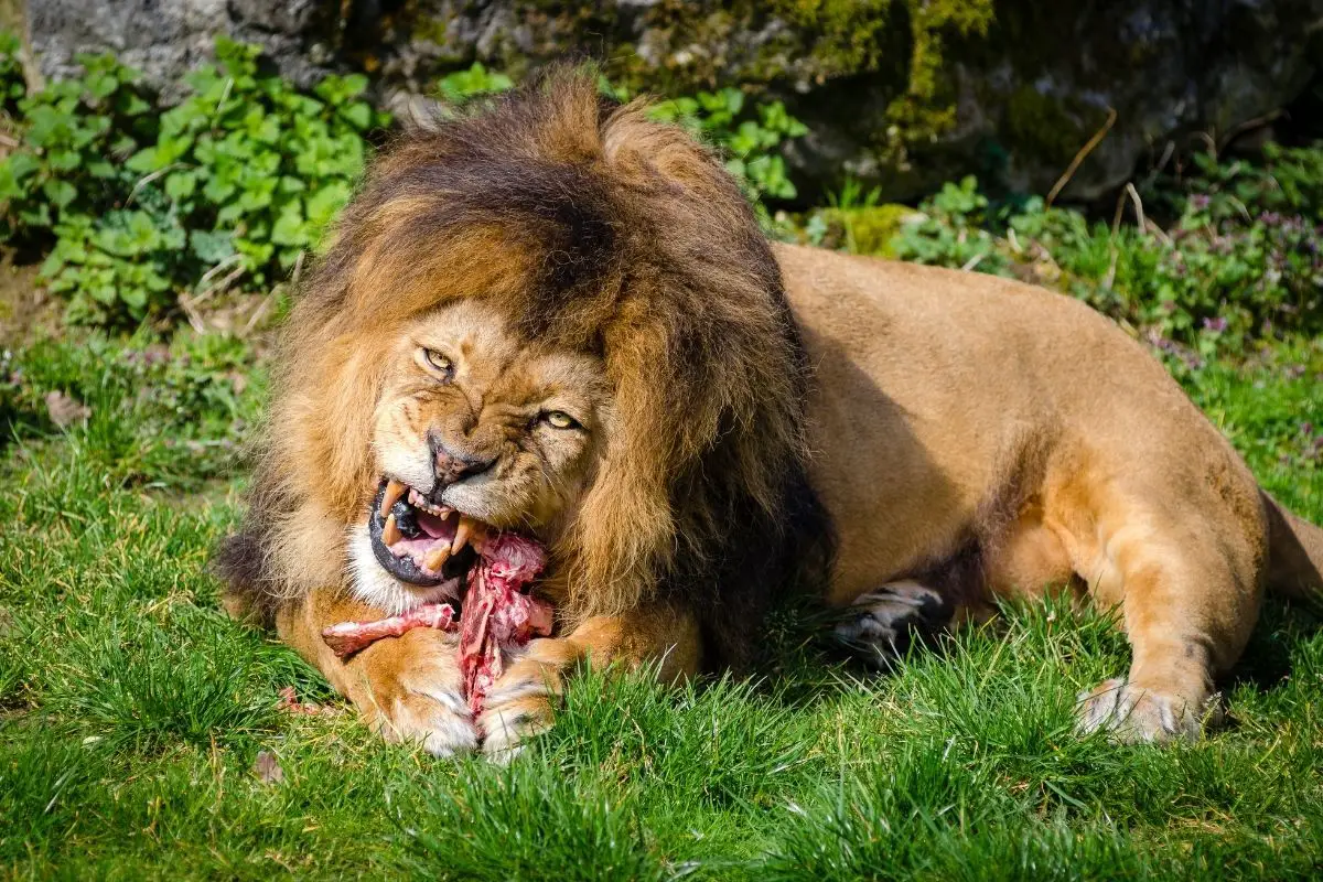 Do Lions Eat Alligators And Crocodiles? (The Answer May Surprise You)