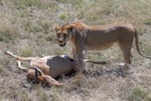 Read more about the article Do Lions Eat Antelope? (The Answer May Surprise You)