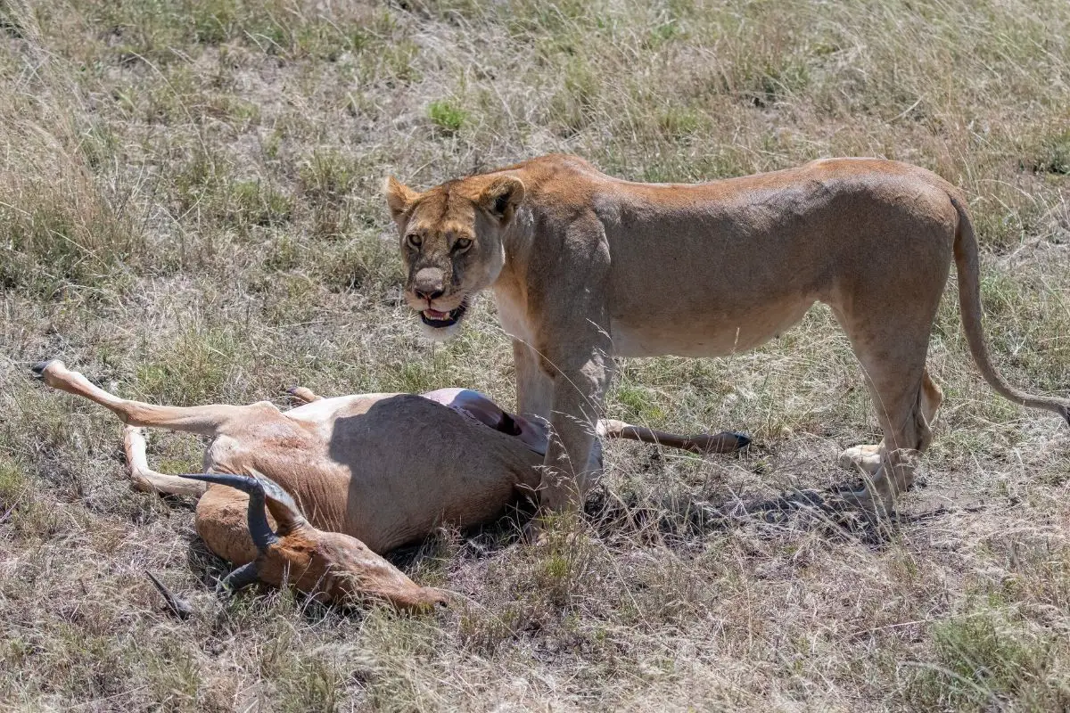 Do Lions Eat Antelope