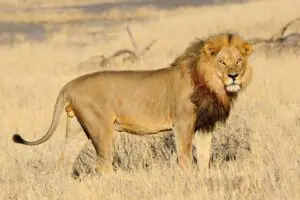 Read more about the article Do Lions Eat Birds?