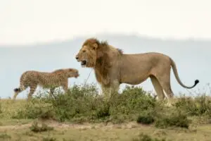 Read more about the article Do Lions Eat Cheetahs? (The Answer May Surprise You)