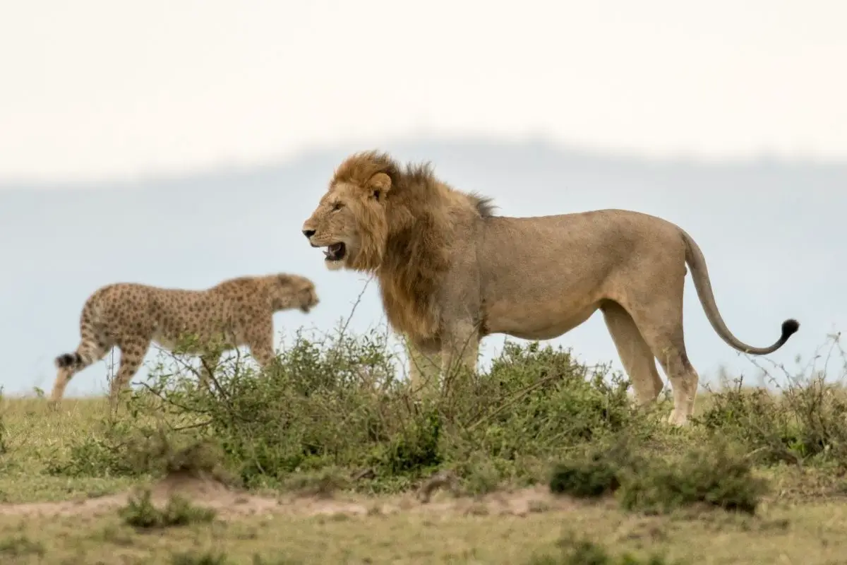 cheetah vs lion fight