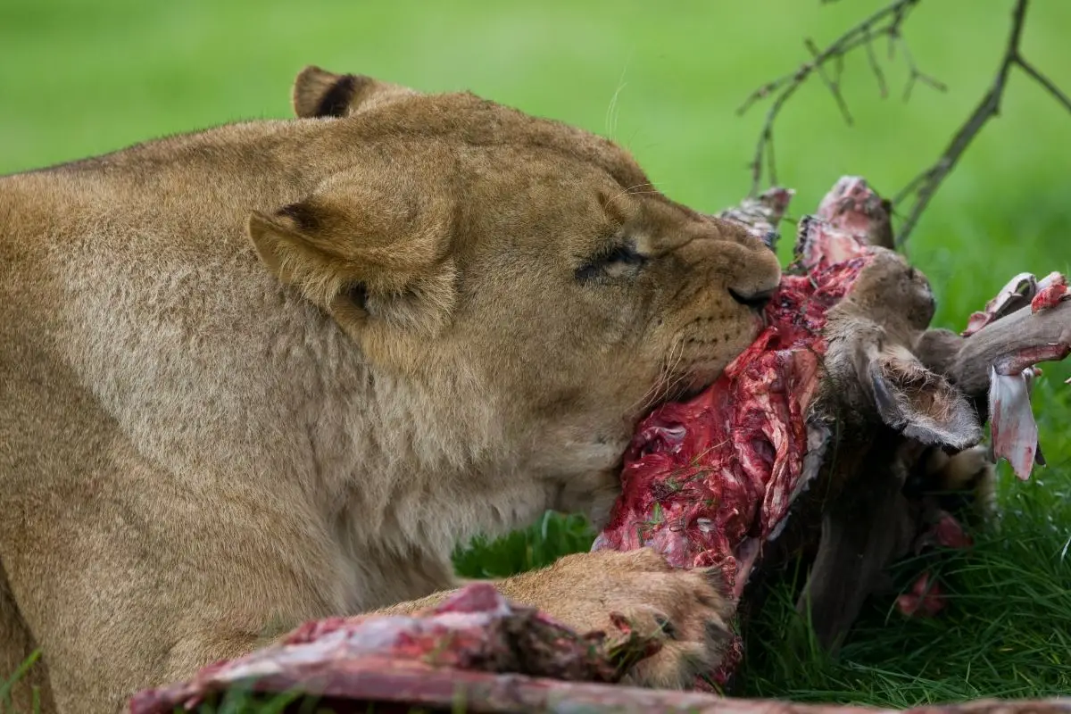 male lion chasing deer