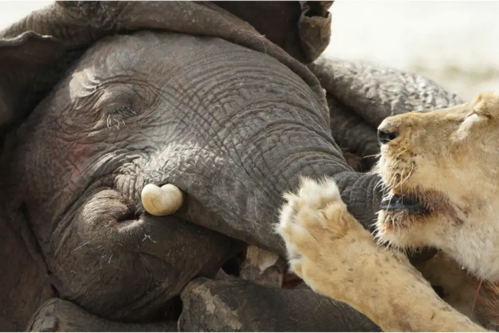 Do Tigers Eat Bears? (The Answer May Surprise You!) - Tiger Tribe
