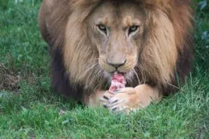 Read more about the article Do Lions Eat Fish? (The Answer May Surprise You)