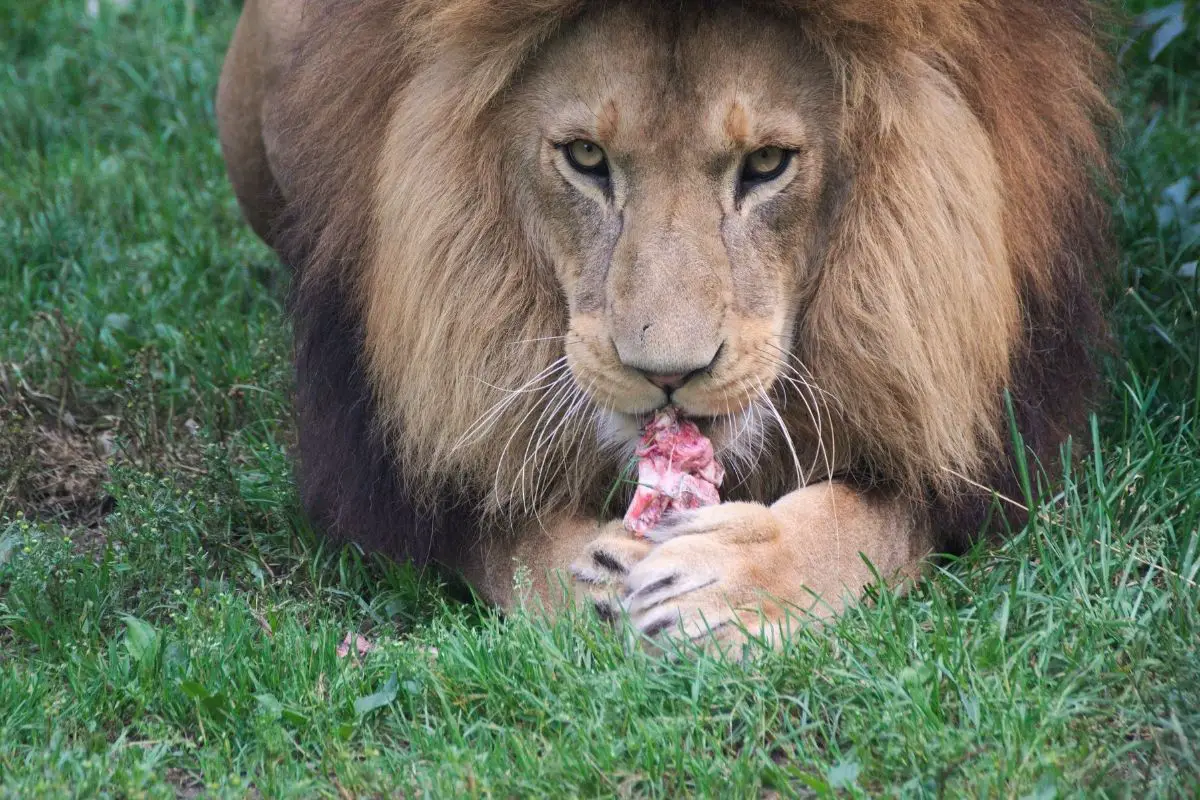 Do Lions Eat Fish