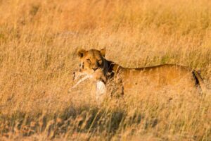 Read more about the article Do Lions Eat Gazelles? (The Answer May Surprise You)