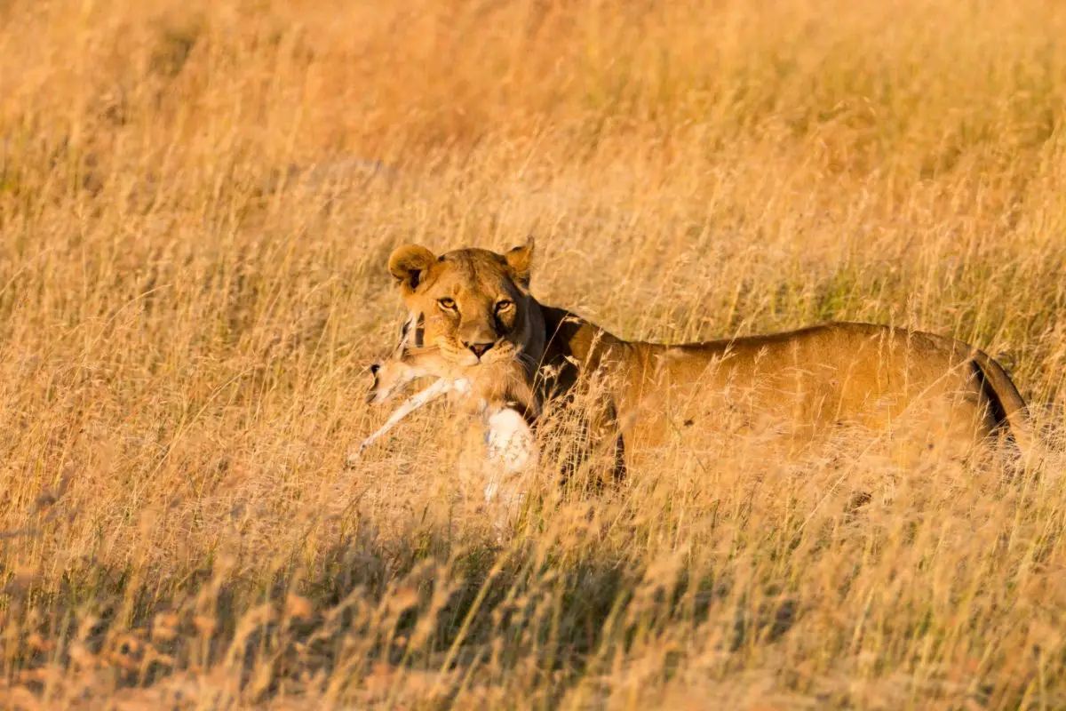 Do Lions Eat Gazelles? (The Answer May Surprise You)