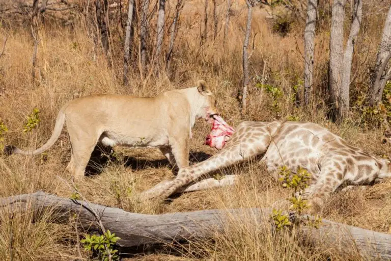 Do Lions Eat Giraffes? (The Answer May Surprise You!) - Tiger Tribe