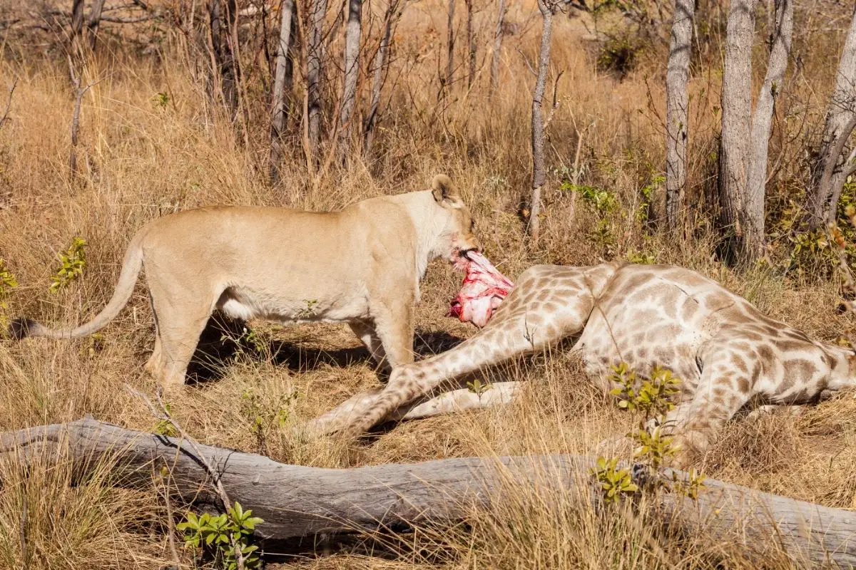 Do Lions Eat Giraffes? (The Answer May Surprise You!)