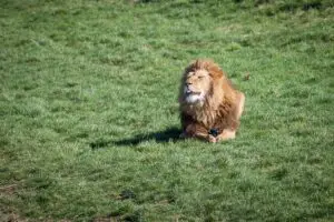 Read more about the article Do Lions Eat Grass? (The Answer May Surprise You)