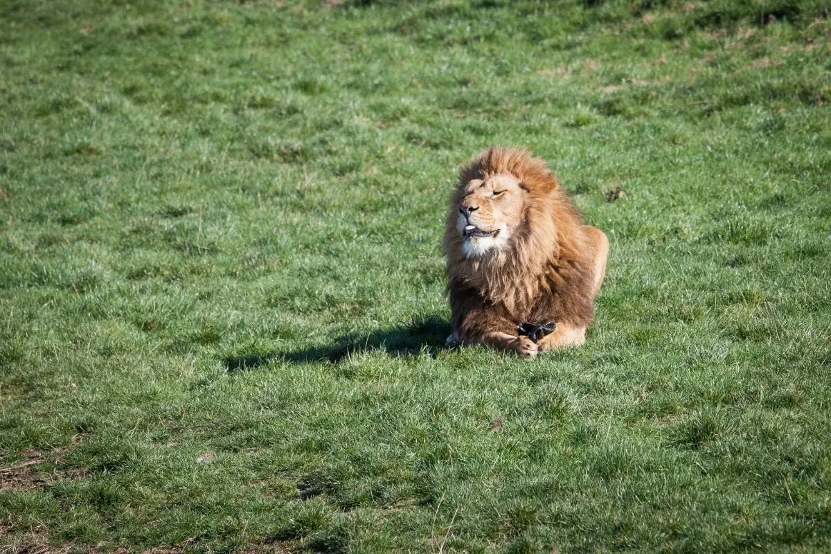 Do Lions Eat Grass? (The Answer May Surprise You)