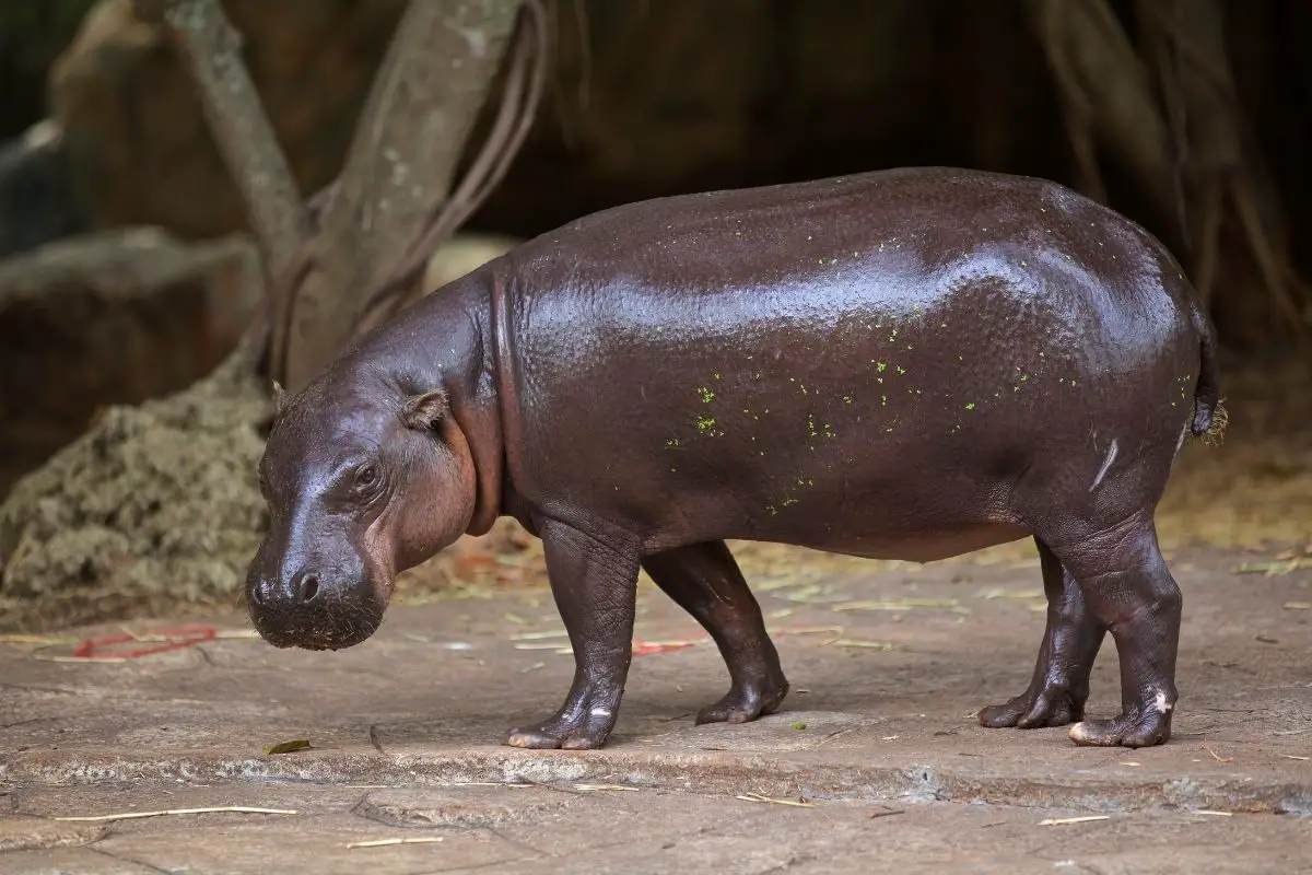 Do Lions Eat Hippos (The Answer May Surprise You)