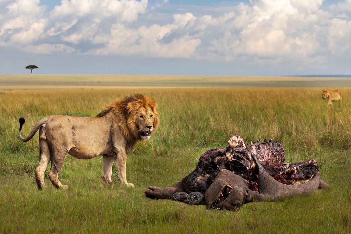 Do Lions Eat Hippos (The Answer May Surprise You)