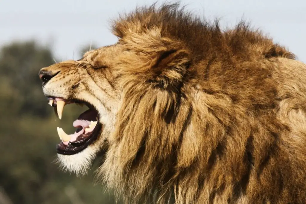 Do Lions Eat Humans? Understanding Lion Aggression and Risks - Tiger Tribe