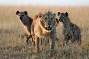 Read more about the article Do Lions Eat Hyenas (The Answer May Surprise You)