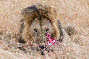 Read more about the article Do Lions Eat Leopards? (The Answer May Surprise You)