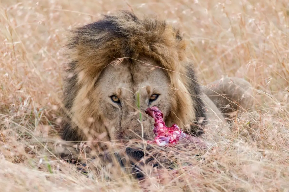 Do Lions Eat Leopards? (The Answer May Surprise You)